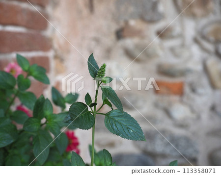 peppermint plant scient. name Mentha piperita peppermint plant scient. name Mentha piperita 113358071