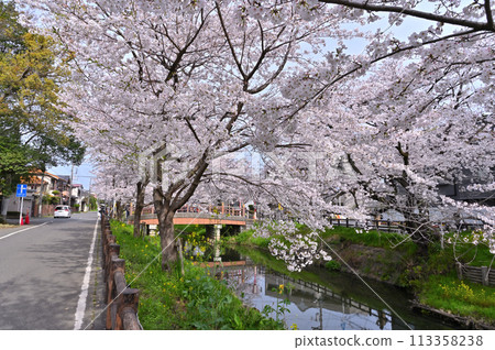 埼玉縣川越市新川河畔的春天，櫻花樹盛開 113358238