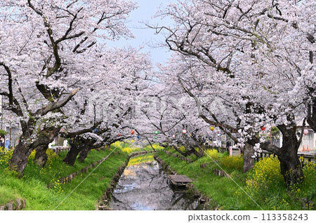 埼玉縣川越市新川河畔的春天,櫻花樹盛開 埼玉縣川越市新川河畔的春天,櫻花樹盛開 113358243