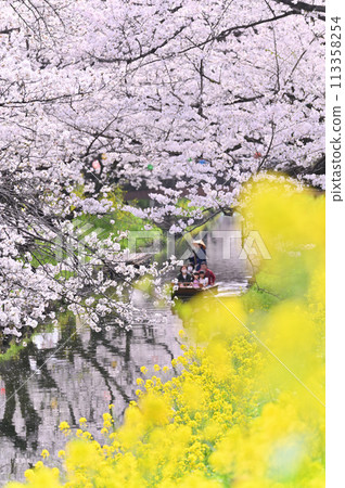 Spring along the Shingashi River: Cherry blossom trees in full bloom, Kawagoe City, Saitama Prefecture 113358254