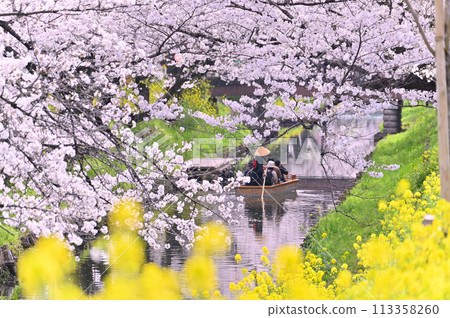 Spring along the Shingashi River: Cherry blossom trees in full bloom, Kawagoe City, Saitama Prefecture 113358260