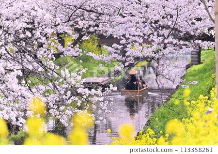 Spring along the Shingashi River: Cherry blossom trees in full bloom, Kawagoe City, Saitama Prefecture Spring along the Shingashi River: Cherry blossom trees in full bloom, Kawagoe City, Saitama Prefecture 113358261