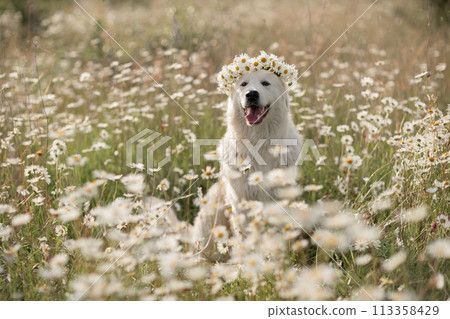 Daisies white dog Maremma Sheepdog in a wreath of daisies sits on a green lawn with wild flowers daisies, walks a pet. Cute photo with a dog in a wreath of daisies. 113358429