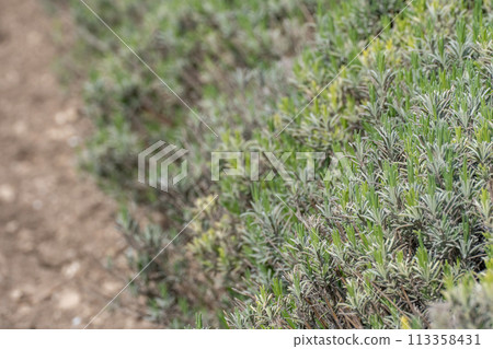 Lavender bushes in the spring before the baby season. The plants are green and growing in the field. Lavender bushes in the spring before the baby season. The plants are green and growing in the field. 113358431