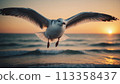 Flying seagull at sunset. Close up photo. 113358437