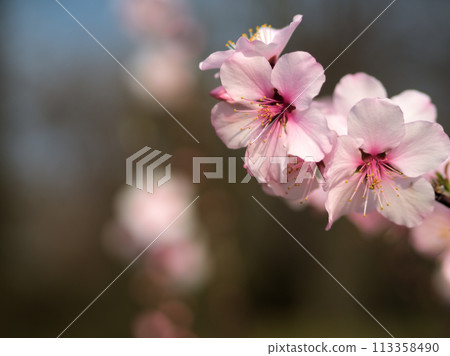 Pink almond blossoms in April Pink almond blossoms in April 113358490