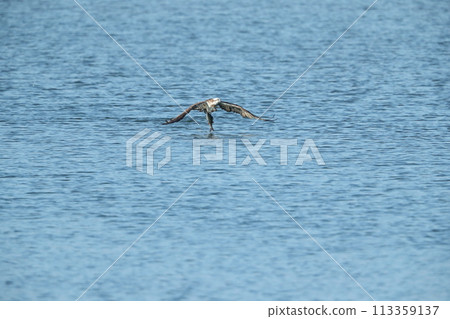 狩獵Osprego 狩獵Osprego 113359137