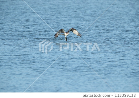 狩獵Osprego 狩獵Osprego 113359138