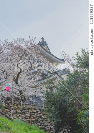 Hamamatsu Castle and Cherry Blossoms Hamamatsu Castle and Cherry Blossoms 113359387
