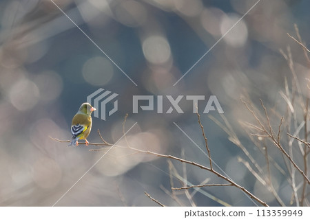 沐浴在清晨陽光下的石雀 113359949