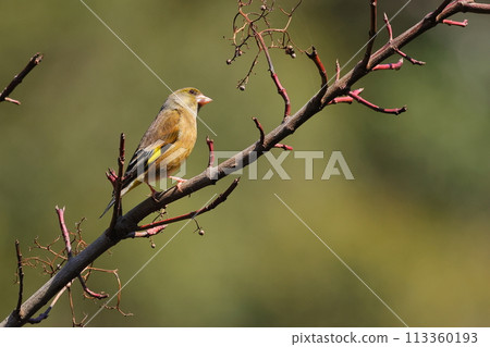 Kawarahiwa堅持分支 113360193