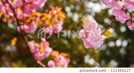 closeup of pink sakura blossom. fresh nature background on a sunny day 113360227