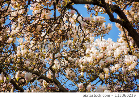 magnolia soulangeana in full blossom in morning light. beautiful nature background with white flowers against blue sky in spring 113360239