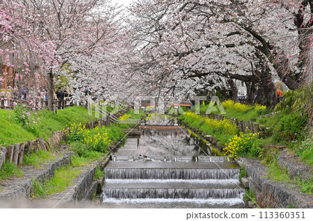 Spring at the Shinkashi River with its flowery clouds, Kawagoe City, Saitama Prefecture 113360351