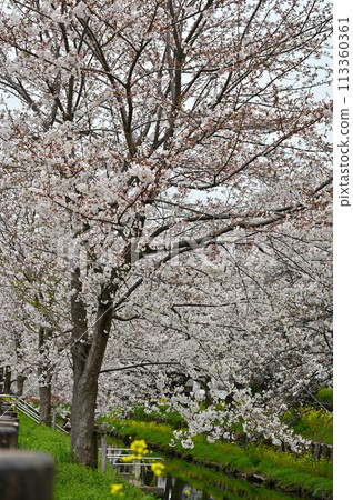 Spring at the Shinkashi River with its flowery clouds, Kawagoe City, Saitama Prefecture 113360361