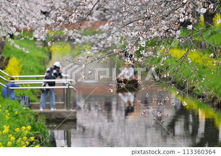 Spring at the Shinkashi River with its flowery clouds, Kawagoe City, Saitama Prefecture Spring at the Shinkashi River with its flowery clouds, Kawagoe City, Saitama Prefecture 113360364