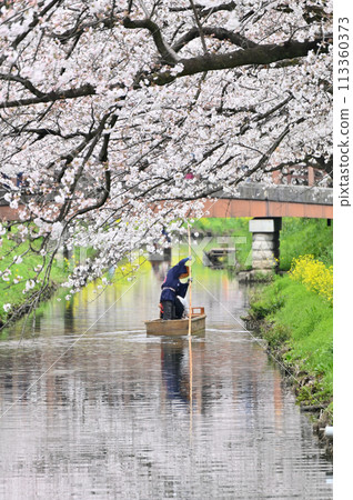 埼玉縣川越市新川的春天花雲 113360373