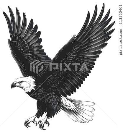 Hunting bald eagle engraving. Flying eagles bird ething, swooping hawk isolated illustration on white Hunting bald eagle engraving. Flying eagles bird ething, swooping hawk isolated illustration on white 113360461