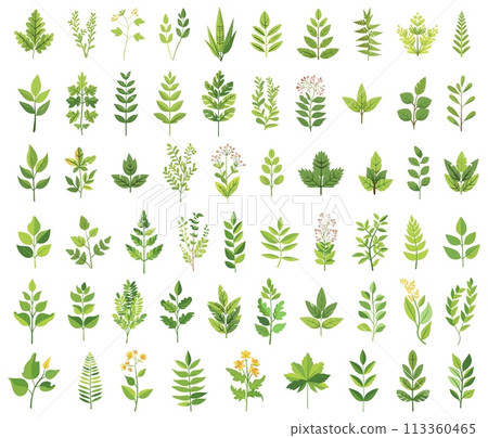 Herbs and branches botanicals. Green wildflowers nature clipart, leaves and florals decoration element 113360465