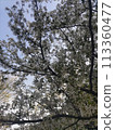 Cherry tree 1 113360477