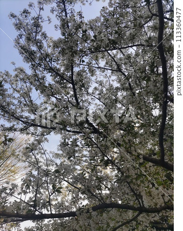 Cherry tree 1 Cherry tree 1 113360477