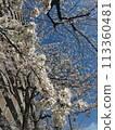Sakura 3 113360481