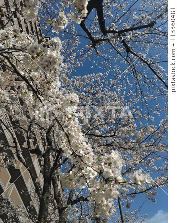 Sakura 3 Sakura 3 113360481