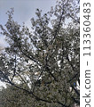 Sakura 5 113360483