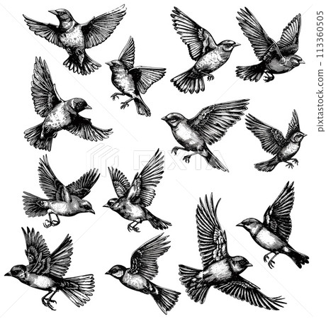 Bird in fly etching. Engraving flying birds in different poses isolated vintage illustration 113360505