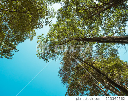 looking up at trees 113360562