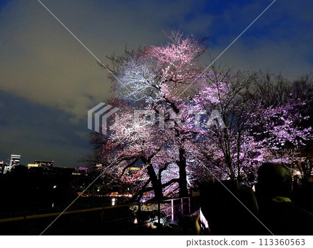 Chidorigafuchi cherry blossoms and night view Chidorigafuchi cherry blossoms and night view 113360563