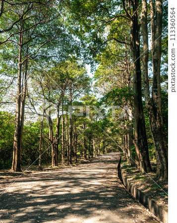 Walkway lined with trees 113360564