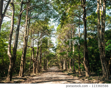Walkway lined with trees 113360566