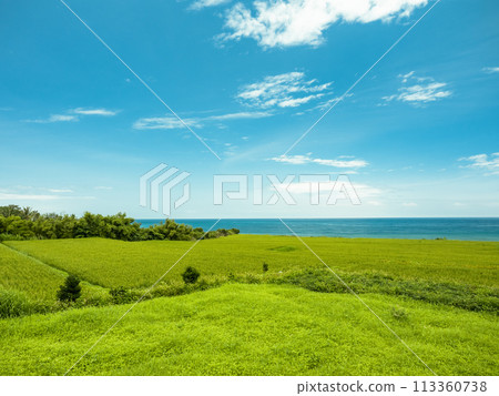 Green grass and sea view 113360738