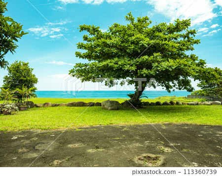 Big green tree by the sea 113360739
