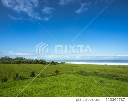 Green grassland farmland and seaside 113360787