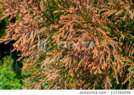 Cedar flower pollen Cedar flower pollen 113360896