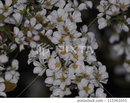 White flowers Spiraea 113361055
