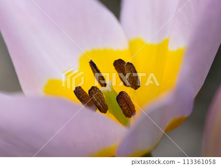 淺紫色和黃色鬱金香花(自然光+頻閃燈、微距特寫攝影) 淺紫色和黃色鬱金香花(自然光+頻閃燈、微距特寫攝影) 113361058
