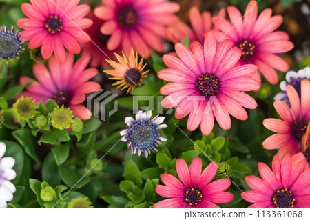 春天的久屋大通花園Florie，花朵盛開<愛知縣名古屋市> 113361068