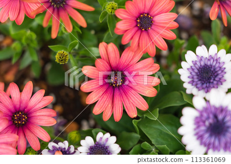 春天的久屋大通花園Florie,花朵盛開<愛知縣名古屋市> 春天的久屋大通花園Florie,花朵盛開<愛知縣名古屋市> 113361069