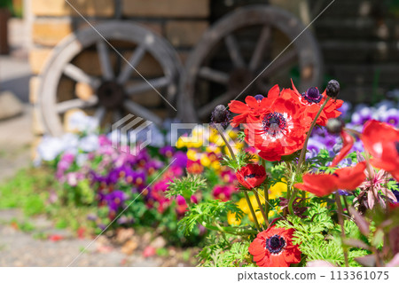 春天的久屋大通花園Florie，花朵盛開<愛知縣名古屋市> 113361075