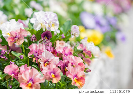 春天的久屋大通花園Florie，花朵盛開<愛知縣名古屋市> 113361079