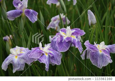 花菖蒲七因其日式氛圍而受到人們的喜愛。 花菖蒲七因其日式氛圍而受到人們的喜愛。 113361160