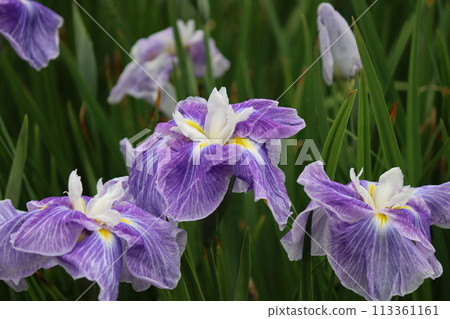 Iris flowers have been loved for a long time for their Japanese atmosphere - 6 Iris flowers have been loved for a long time for their Japanese atmosphere - 6 113361161