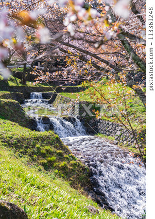 Spring in Kasumigaseki, cherry blossoms in full bloom (Ibi District, Gifu Prefecture) 113361248