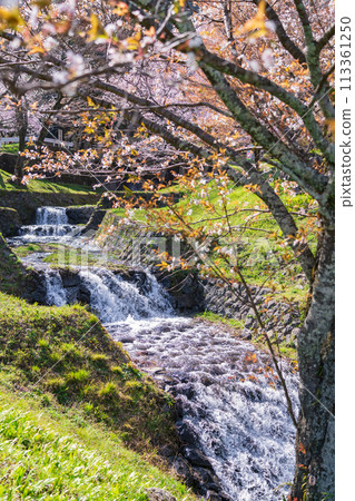 Spring in Kasumigaseki, cherry blossoms in full bloom (Ibi District, Gifu Prefecture) 113361250