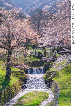 Spring in Kasumigaseki, cherry blossoms in full bloom (Ibi District, Gifu Prefecture) Spring in Kasumigaseki, cherry blossoms in full bloom (Ibi District, Gifu Prefecture) 113361257