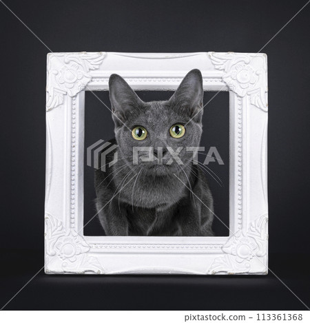 Korat cat on black background 113361368