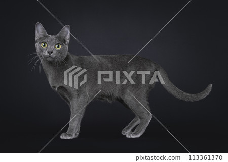 Korat cat on black background 113361370